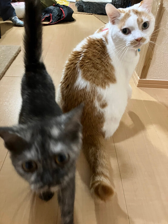 ご飯待ちの猫