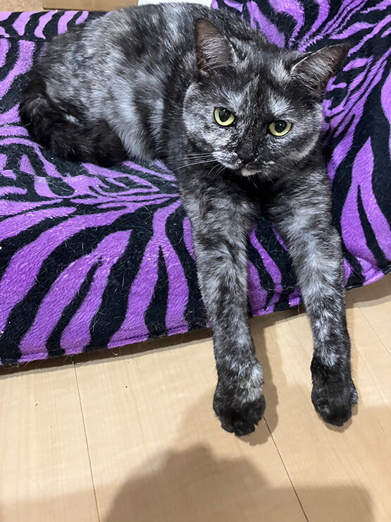足の長さを強調してる猫