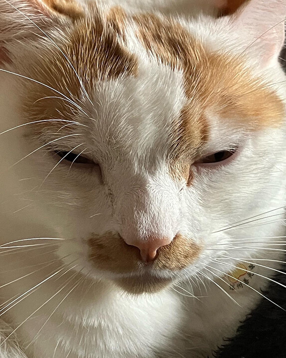 眠い顔の猫