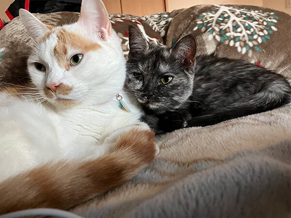 仲良くくっついて座る猫